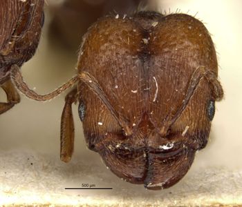 Media type: image;   Entomology 20721 Aspect: head frontal view